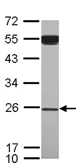 Western blot - Anti-GAS41 antibody (AB127198)