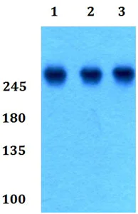 Western blot - Anti-Gastric Mucin/MUC-6 antibody (AB192318)
