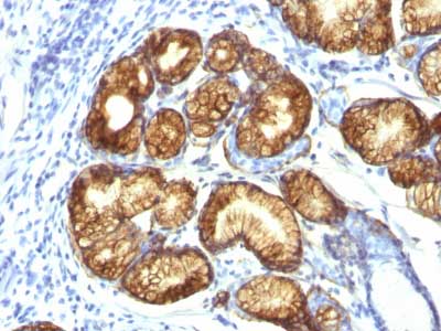 Immunohistochemistry (Formalin/PFA-fixed paraffin-embedded sections) - Anti-Gastric Mucin/MUC-6 antibody [CLH5] - BSA and Azide free (AB212646), expandable thumbnail
