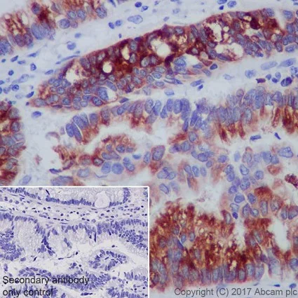 Immunohistochemistry (Formalin/PFA-fixed paraffin-embedded sections) - Anti-Gastric Mucin/MUC-6 antibody [EPR20623] (AB223846)