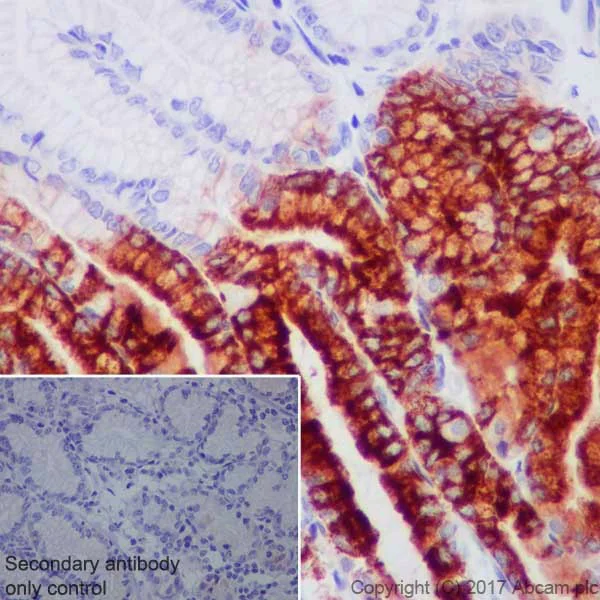 Immunohistochemistry (Formalin/PFA-fixed paraffin-embedded sections) - Anti-Gastric Mucin/MUC-6 antibody [EPR20623] - BSA and Azide free (AB251578)