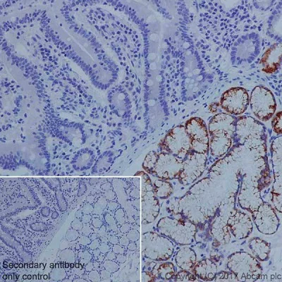 Immunohistochemistry (Formalin/PFA-fixed paraffin-embedded sections) - Anti-Gastric Mucin/MUC-6 antibody [EPR20623] - BSA and Azide free (AB251578)