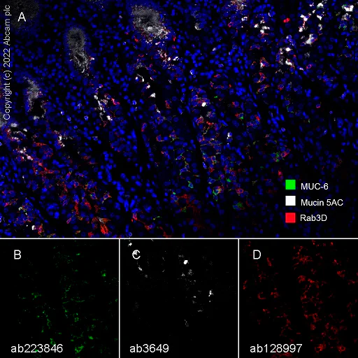 Multiplex immunohistochemistry - Anti-Gastric Mucin/MUC-6 antibody [EPR20623] - BSA and Azide free (AB251578)