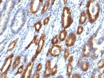 Immunohistochemistry (Formalin/PFA-fixed paraffin-embedded sections) - Anti-Gastric Mucin/MUC-6 antibody [MUC6/916] (AB216017), expandable thumbnail