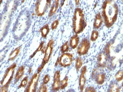 Immunohistochemistry (Formalin/PFA-fixed paraffin-embedded sections) - Anti-Gastric Mucin/MUC-6 antibody [MUC6/916] - BSA and Azide free (AB212648)