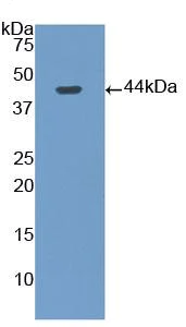 Western blot - Anti-Gastrin antibody (AB232775)