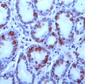 Immunohistochemistry (Formalin/PFA-fixed paraffin-embedded sections) - Anti-Gastrin antibody, prediluted (AB16036)