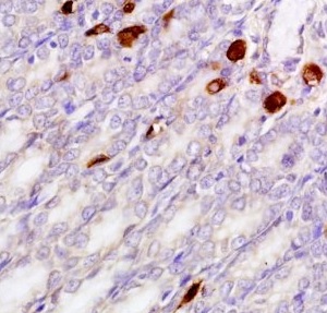Immunohistochemistry (Formalin/PFA-fixed paraffin-embedded sections) - Anti-Gastrin Releasing Peptide antibody (AB216405)