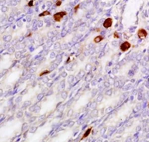 Immunohistochemistry (Formalin/PFA-fixed paraffin-embedded sections) - Anti-Gastrin Releasing Peptide antibody (AB216405)