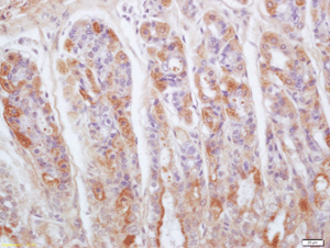 Immunohistochemistry (Formalin/PFA-fixed paraffin-embedded sections) - Anti-Gastrokine 1 antibody (AB203094)