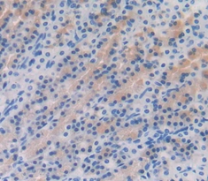 Immunohistochemistry (Formalin/PFA-fixed paraffin-embedded sections) - Anti-Gastrokine 1 antibody (AB230990), expandable thumbnail