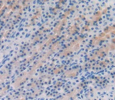 Immunohistochemistry (Formalin/PFA-fixed paraffin-embedded sections) - Anti-Gastrokine 1 antibody (AB230990)