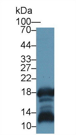 Western blot - Anti-Gastrokine 1 antibody (AB230990), expandable thumbnail
