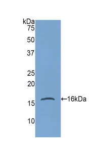 Western blot - Anti-Gastrokine 1 antibody (AB230990)