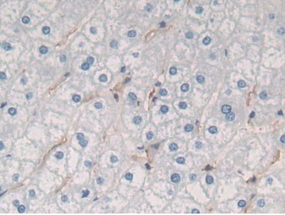 Immunohistochemistry (Formalin/PFA-fixed paraffin-embedded sections) - Anti-Gastrokine 1 antibody (AB231952)