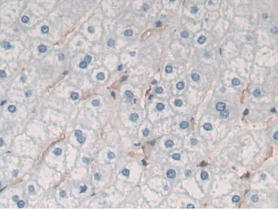 Immunohistochemistry (Formalin/PFA-fixed paraffin-embedded sections) - Anti-Gastrokine 1 antibody (AB231952)