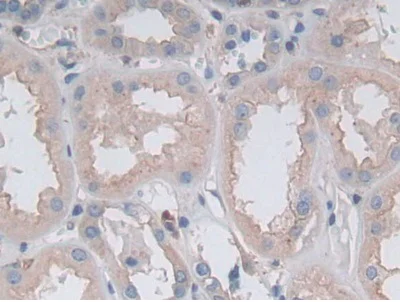 Immunohistochemistry (Formalin/PFA-fixed paraffin-embedded sections) - Anti-Gastrokine 1 antibody (AB231952)
