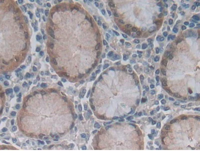 Immunohistochemistry (Formalin/PFA-fixed paraffin-embedded sections) - Anti-Gastrokine 1 antibody (AB231952)