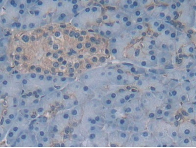 Immunohistochemistry (Formalin/PFA-fixed paraffin-embedded sections) - Anti-Gastrokine 1 antibody (AB231952)