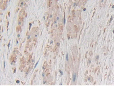 Immunohistochemistry (Formalin/PFA-fixed paraffin-embedded sections) - Anti-Gastrokine 1 antibody (AB231952)