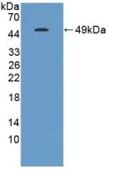 Western blot - Anti-Gastrokine 1 antibody (AB231952)