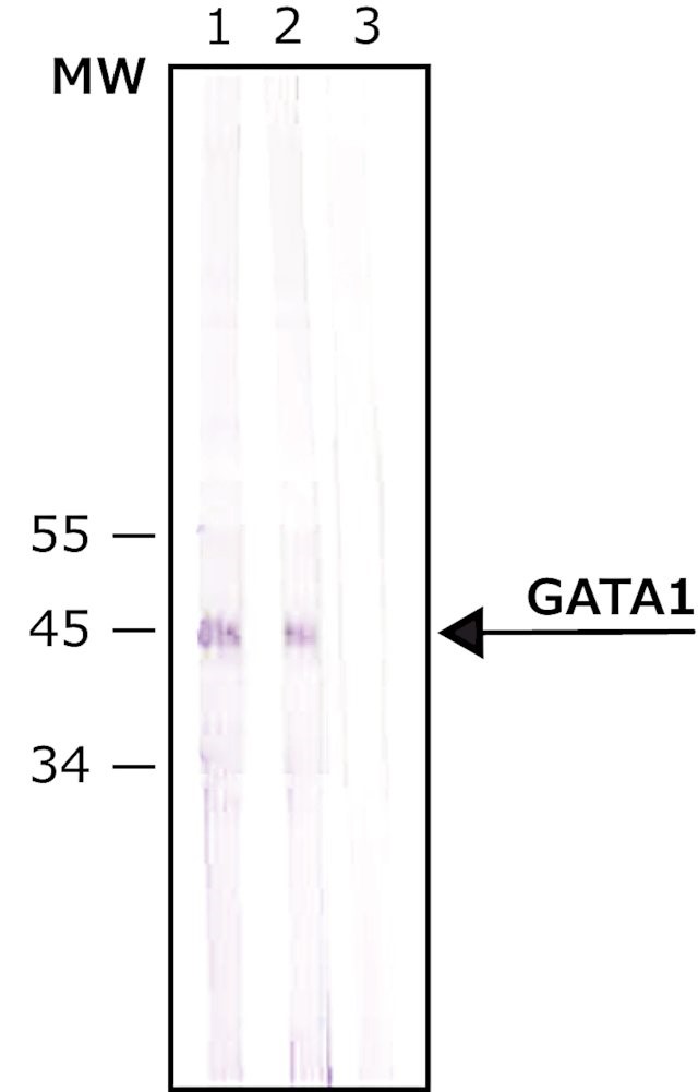 Western blot - Anti-GATA1 antibody (AB11852)