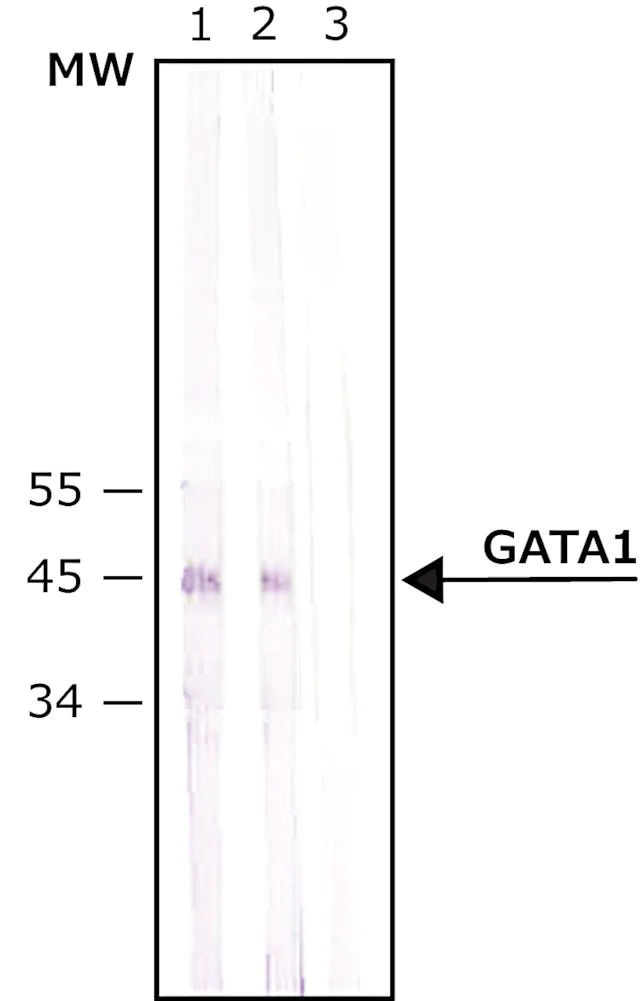 Western blot - Anti-GATA1 antibody (AB11852)