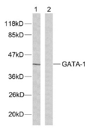Western blot - Anti-GATA1 antibody (AB28839)