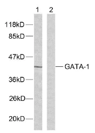 Western blot - Anti-GATA1 antibody (AB28839)