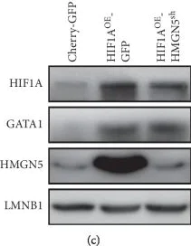 Western blot - Anti-GATA1 antibody (AB28839)