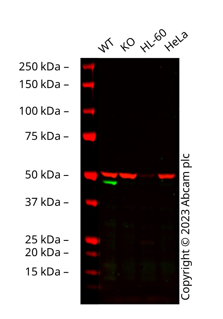Western blot - Anti-GATA1 antibody [EP2819Y] (AB76121)