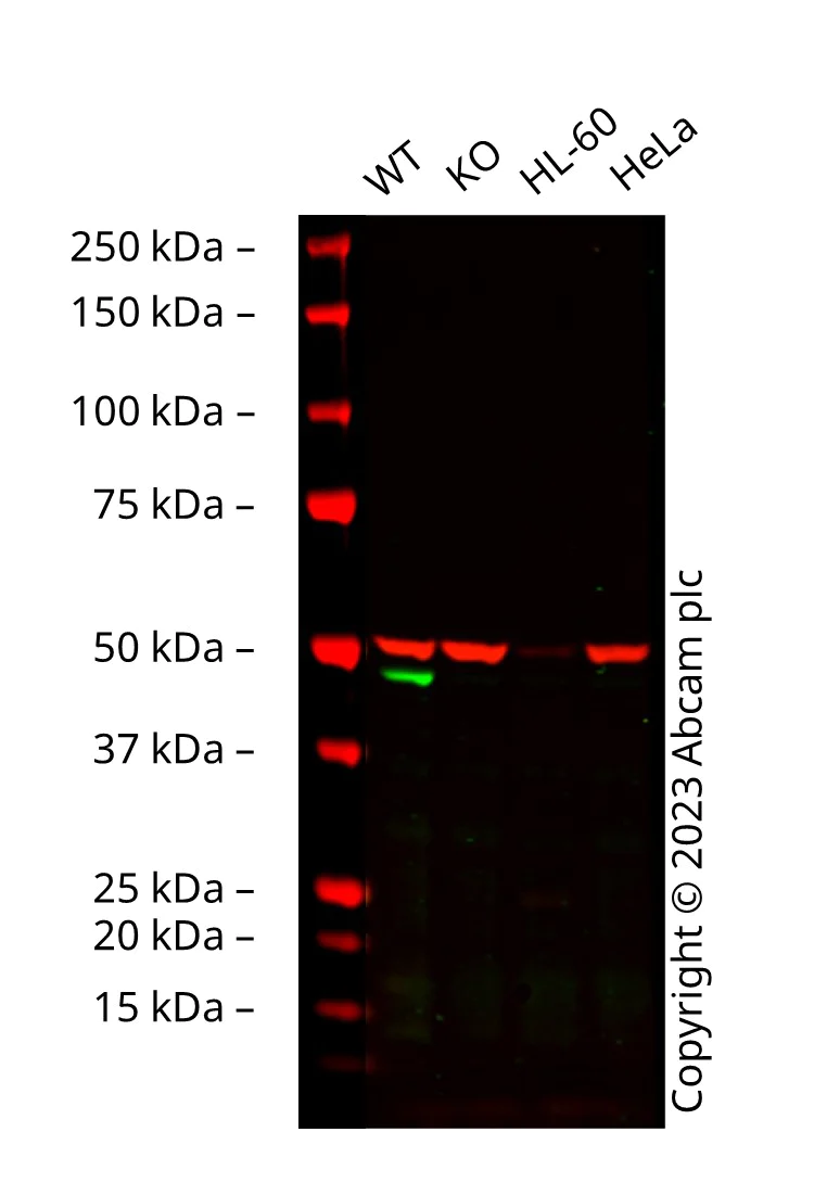 Western blot - Anti-GATA1 antibody [EP2819Y] (AB76121)