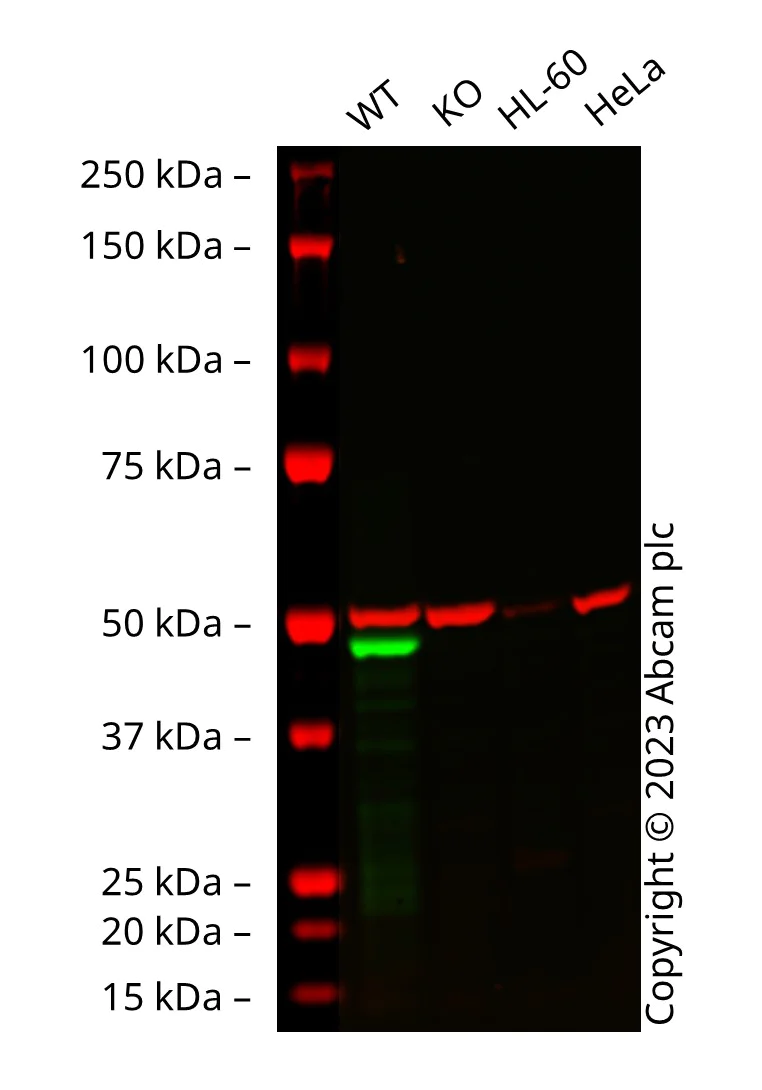 Western blot - Anti-GATA1 antibody [EPR17362] - ChIP Grade (AB181544)
