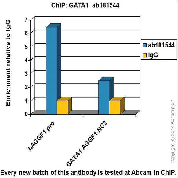 ChIP - Anti-GATA1 antibody [EPR17362] - ChIP Grade - BSA and Azide free (AB241393)