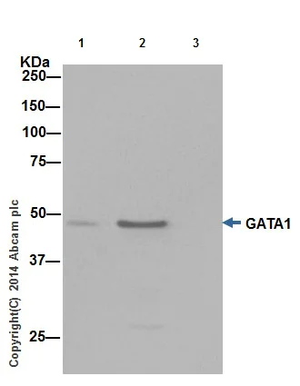 Immunoprecipitation - Anti-GATA1 antibody [EPR17362] - ChIP Grade - BSA and Azide free (AB241393)