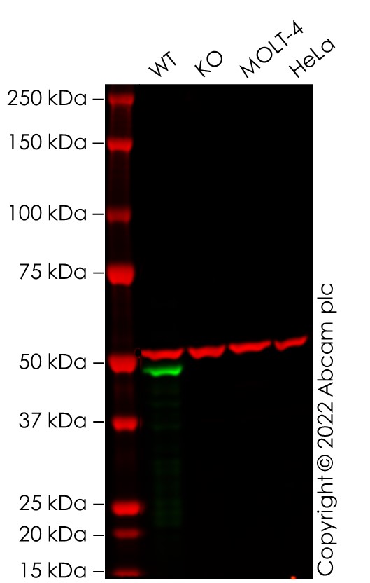 Western blot - Anti-GATA1 antibody [EPR17362] - ChIP Grade - BSA and Azide free (AB241393)