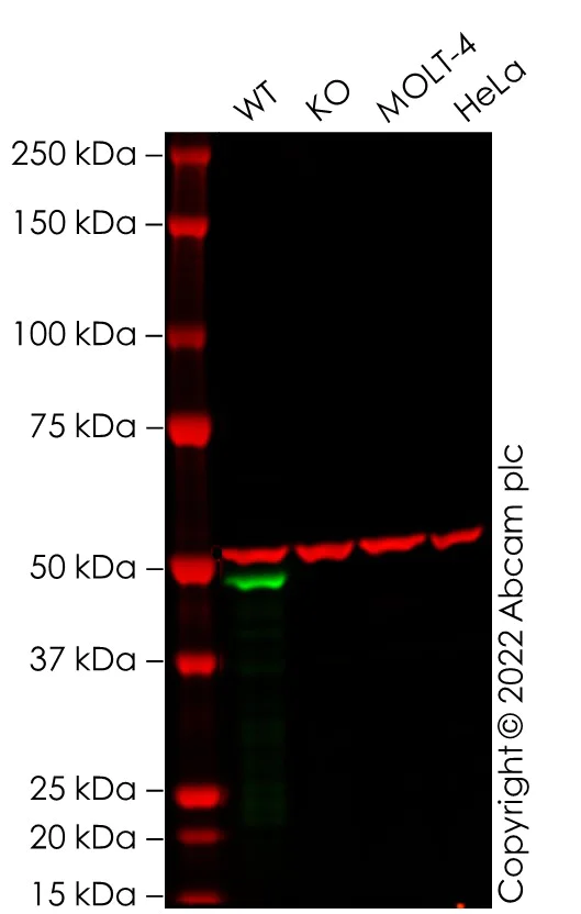 Western blot - Anti-GATA1 antibody [EPR17362] - ChIP Grade - BSA and Azide free (AB241393)