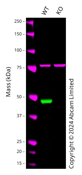 Western blot - Anti-GATA1 antibody [EPR17362] - ChIP Grade - BSA and Azide free (AB241393)