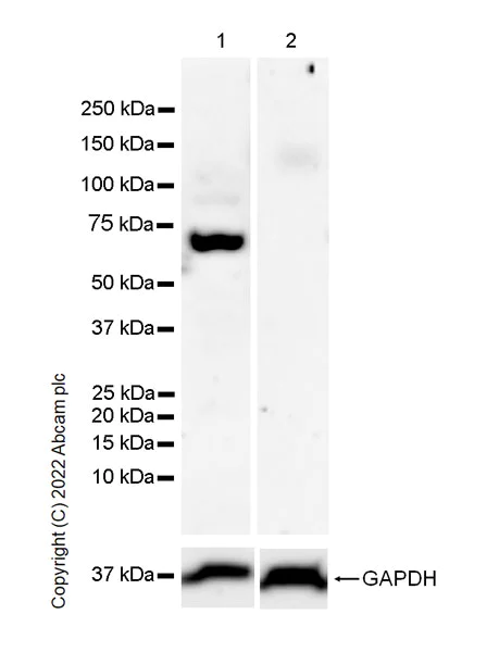 Western blot - Anti-GATA1 antibody [EPR26488-109] (AB300613)