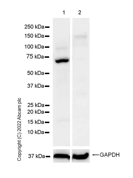Western blot - Anti-GATA1 antibody [EPR26488-109] (AB300613)