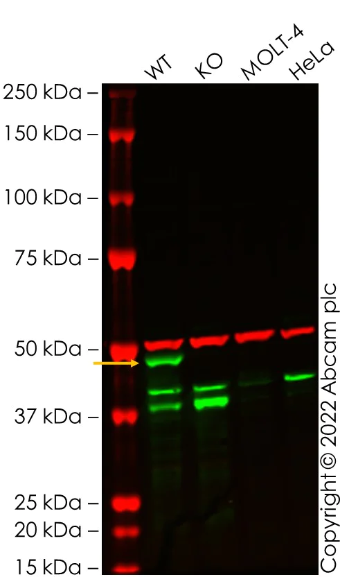 Western blot - Anti-GATA1 antibody [EPR2820(2)] (AB133274)