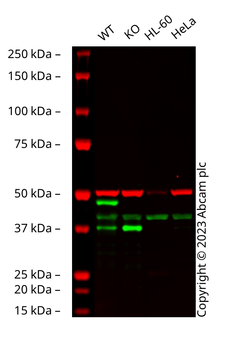 Western blot - Anti-GATA1 antibody [EPR2820(2)] (AB133274)