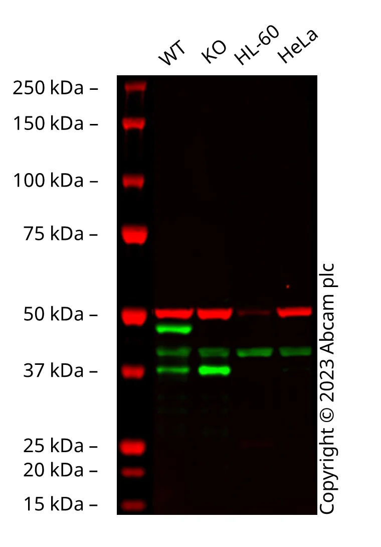 Western blot - Anti-GATA1 antibody [EPR2820(2)] (AB133274)