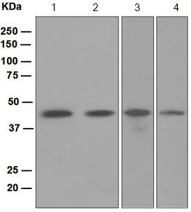 Western blot - Anti-GATA1 antibody [EPR2820(2)] - BSA and Azide free (AB248439)