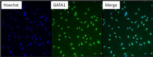 Immunocytochemistry/ Immunofluorescence - Anti-GATA1 antibody - N-terminal (AB173816), expandable thumbnail
