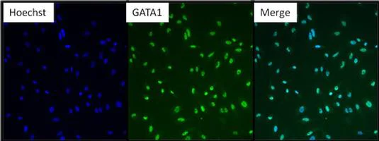 Immunocytochemistry/ Immunofluorescence - Anti-GATA1 antibody - N-terminal (AB173816)