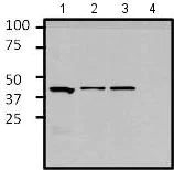 Western blot - Anti-GATA1 antibody - N-terminal (AB173816)