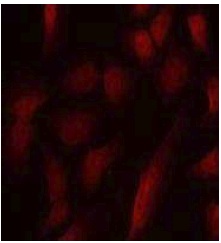 Immunocytochemistry/ Immunofluorescence - Anti-GATA1 (phospho S310) antibody (AB194912)