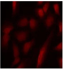 Immunocytochemistry/ Immunofluorescence - Anti-GATA1 (phospho S310) antibody (AB194912)