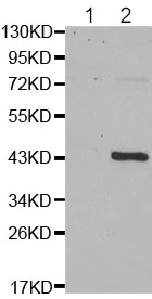 Western blot - Anti-GATA1 (phospho S310) antibody (AB194912)